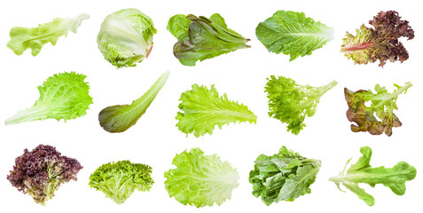 various leaves of lettuce vegetables isolated
