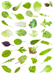 set from various fresh leaves of edible greens