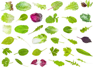 many various fresh leaves of edible greens