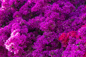 Blooming bougainvillea buds, natural background, close-up.