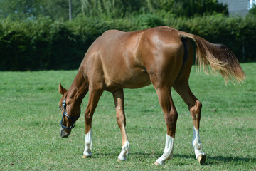 Obraz premium Pferde und Fohlen auf der Koppel auf dem Lande