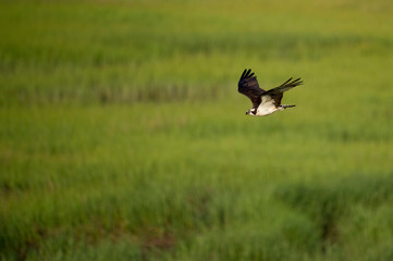 An Osprey flies over a bright green marsh on a sunny morning.