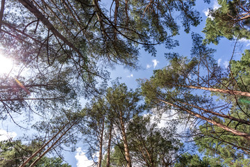 Wide angle shot of trees growing in the sky. tall pine forest