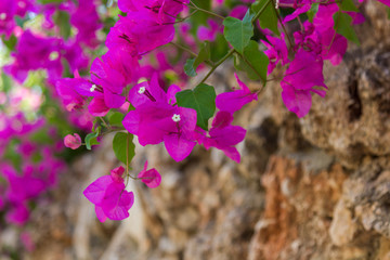 Lilac bougainvillea flowers on the rock