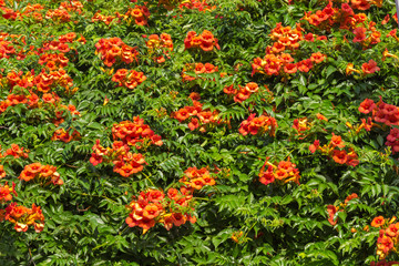 Red trumpet-shaped hibiscus flowers, close up, natural background.