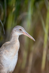 A close-up portrait of a Clapper Rail with a green marsh grass background in soft light.