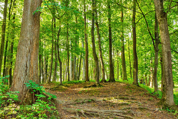 Landscape with rural roads fork in forest