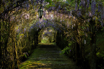 Fototapeta na wymiar alley in the park