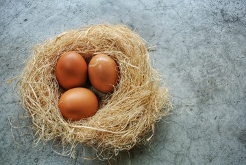 Eggs in the bird's nest on a gray cement background