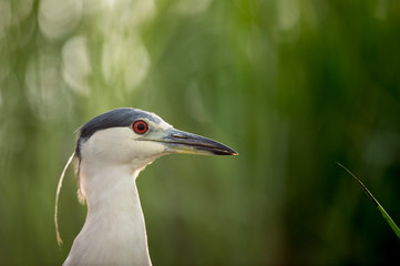A Black-crowned Night Heron stalks in the bright green marsh grasses in soft light.