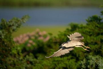 A Black-crowned Night Heron flies in front of bright green grasses and foliage in the early morning sunlight.