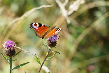 Peacock Butterfly Isolated on a Thistle Flower - Aglais Io