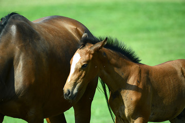 Pferde und Fohlen auf der Koppel auf dem Lande