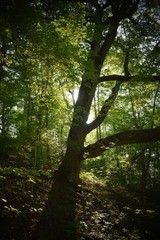 Fototapeta premium The strength of the forest