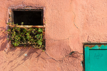 Graffiti on green door next to old window with a plant growing out of it