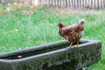 Glückliches Huhn in Freilandhaltung auf einem Bauernhof mit Geflügelzucht produziert Biofleisch...
