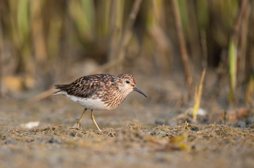 A tiny Least Sandpiper walks in the marsh with seaweed on the ground.
