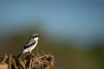 A Loggerhead Shriked perched on some dead palm fronds in the bright sun with a smooth blue and green background.