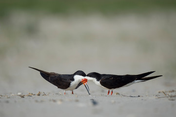 A Black Skimmer pair doing courtship behaviors on a sandy beach.