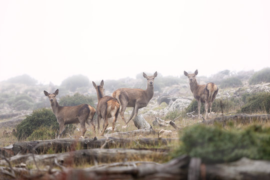 Four Deer on a Foggy Mountain Slope