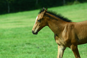 Obraz premium Pferde und Fohlen auf der Koppel auf dem Lande