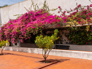 Cloisters and flowering trees in courtyard of Sao Vicente de Fora church in Alfama district