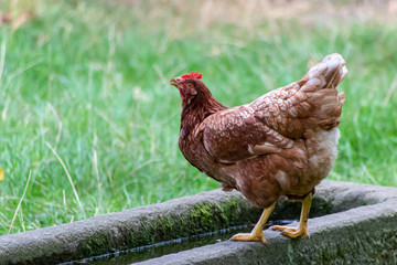 Glückliches Huhn in Freilandhaltung auf einem Bauernhof mit Geflügelzucht produziert Biofleisch mit frei laufenden Hühnern und Legehennen ohne Käfighaltung oder Bodenhaltung per artgerechter Haltung