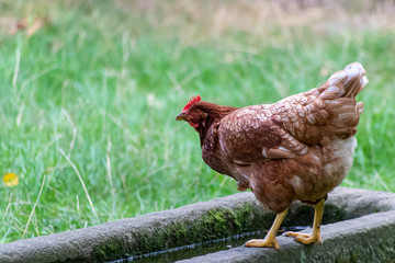 Glückliches Huhn in Freilandhaltung auf einem Bauernhof mit Geflügelzucht produziert Biofleisch mit frei laufenden Hühnern und Legehennen ohne Käfighaltung oder Bodenhaltung per artgerechter Haltung