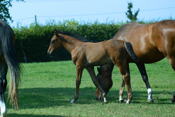 Obraz premium Pferde und Fohlen auf der Koppel auf dem Lande