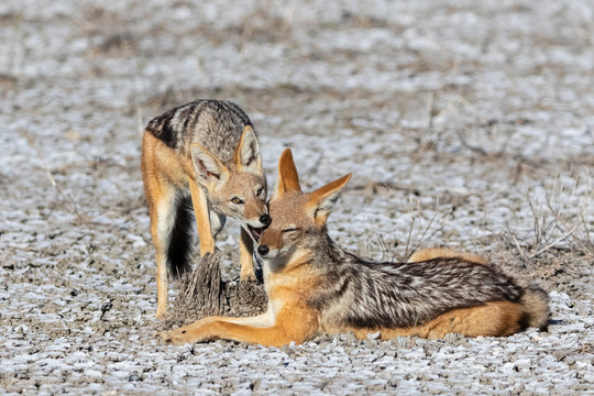 Namibia, Etosha National Park, two Black-backed Jackals