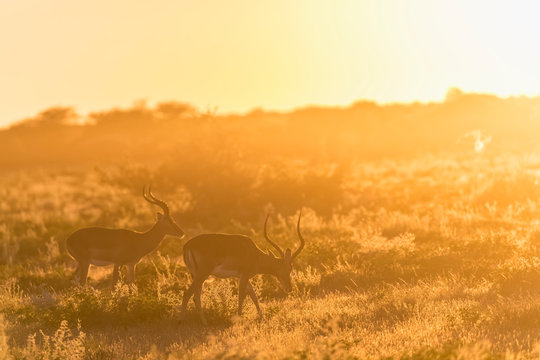 Africa, Namibia, Etosha National Park, Impalas, Aepyceros melampus, at sunrise