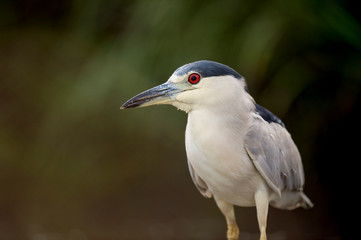 A Black-crowned Night Heron stalks the shallow water in search of food in soft light with its bright red eye standing out.