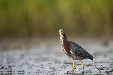 A Green Heron stalks prey in the muddy marsh with a smooth green background.