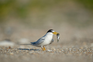 An adult Least Tern walks on a sandy beach in the bright sun with a fish in its beak.