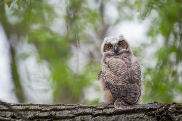 A Great-horned Owlet perched in a tree looks right ahead with big yellow eyes in soft overcast light.