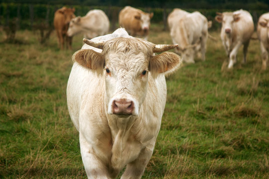 Bulls grown for slaughter for meat.