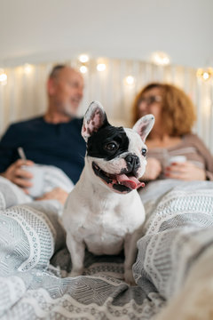 French bulldog in front of his owners