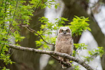 A Great-horned Owlet perched in a tree looks right ahead with big yellow eyes in soft overcast light.