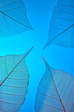 Natural background from transparent autumn leaves on a blue background, copy spase. Close-up view.