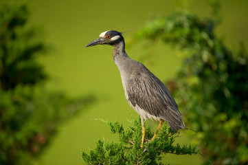 Perched Yellow-crowned Night Heron in a green tree with a smooth green background in the bright sunlight.