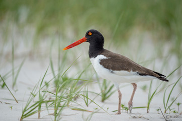 American Oystercatcher walks on a sandy beach with green dune grass in soft overcast light.