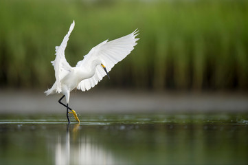 A white Snowy Egret feeds in the shallow water in a marsh with a green grass background in soft overcast light.