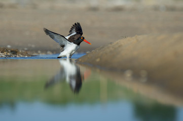An American Oystercatcher flaps its wings standing in shallow water in bright sunlight.