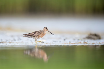A Short-billed Dowitcher works the shallow water and mud searching for food in the soft overcast light.