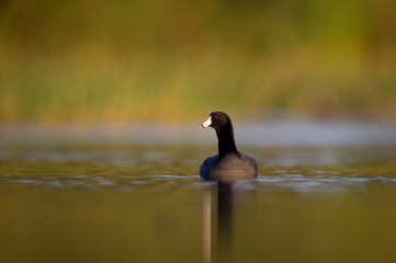 An American Coot swims in the calm water early in the morning with a smooth foreground and background.