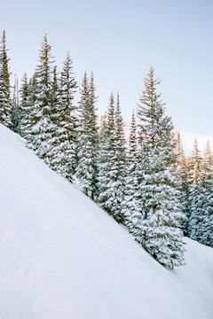 Stand of snow covered pine trees on steep terrain