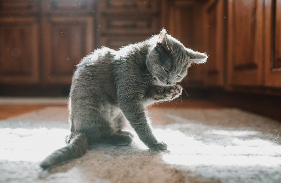 Cute kitty