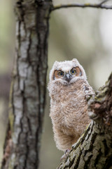 A Great-horned Owlet perched in a large tree in soft overcast light.