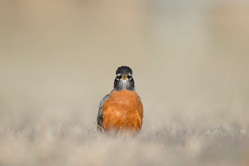 An American Robin stands on the ground on a sunny day looking head on with a smooth background and foreground.
