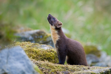 Wounding Pine Marten  